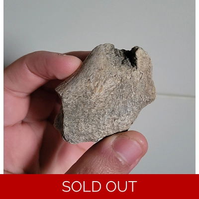 Very Rare Einiosaurus Ceratopsian Dinosaur Jaw Bone Section From The Two Medicine Formation of Montana